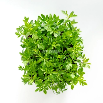 Tagette mexican microgreen grown from MP SEEDS seeds - top view.