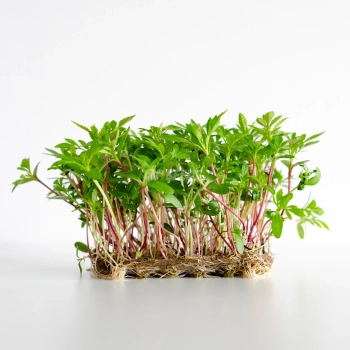 Tagette Mexican Marigold Microgreens Seeds