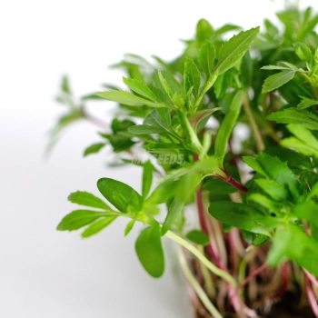 Tagette mexican microgreens grown from MP SEEDS seeds - zoom on leaves.