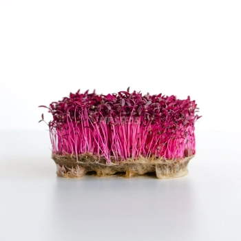 Amaranth, Red Microgreens Seeds