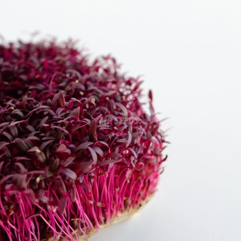 Close-up of amaranth microgreen leaves grown from MP SEEDS seeds.