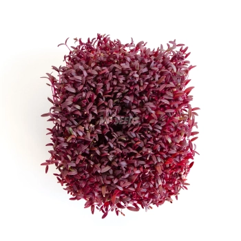 Top view of amaranth microgreens grown from MP SEEDS seeds