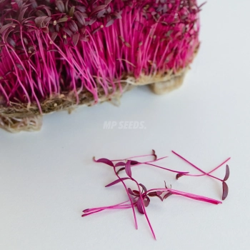 Individual amaranth microgreens grown from MP SEEDS seeds