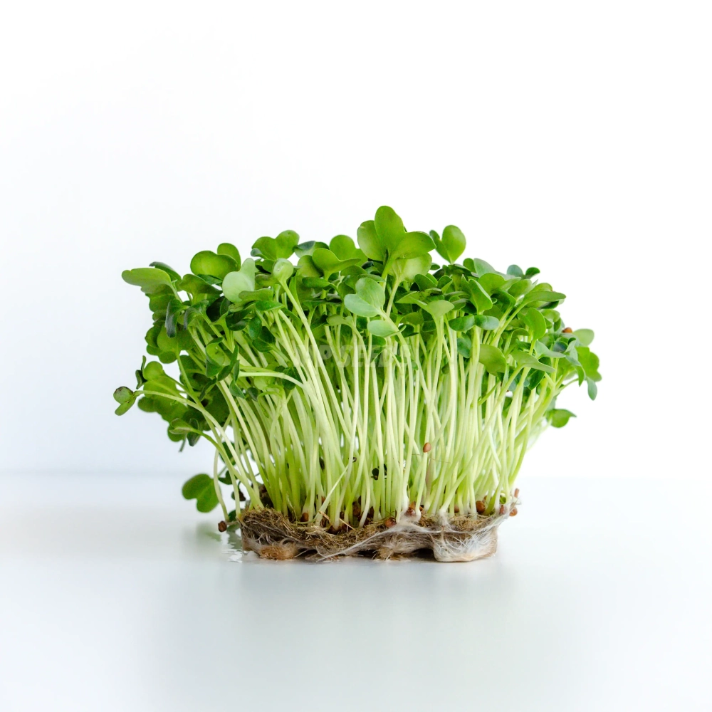 Radish Daikon microgreens grown from MP SEEDS seeds.