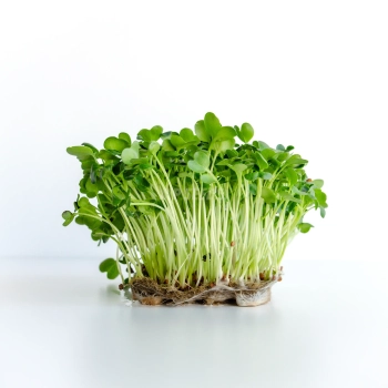 Radish, Daikon Microgreens seeds