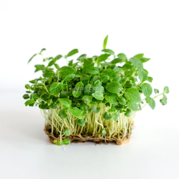 Green shiso microgreens leaves grown from MP SEEDS seeds.