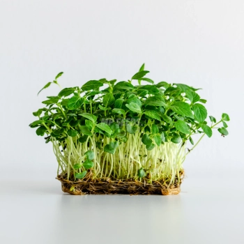 Perilla Green Shiso Microgreens seeds
