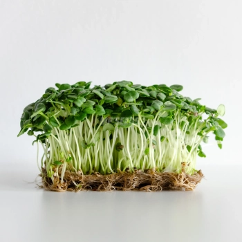 Green shiso cotyledons grown from MP SEEDS microgreens seeds.