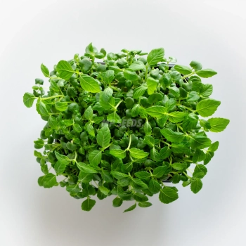 Perilla green shiso microgreens grown from MP SEEDS seeds - top view.