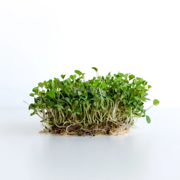 AlfaAlfa seeds for sprouts