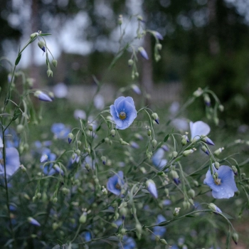 flax (2).jpg