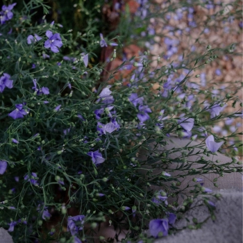 flax (3).jpg