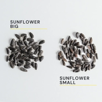 sunflower big vs small.webp