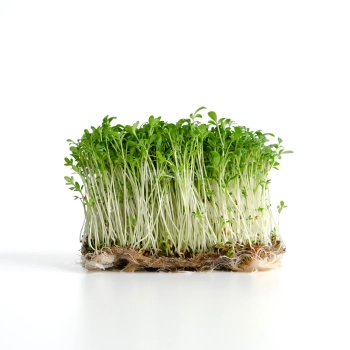Cress microgreens grown from MP SEEDS seeds.