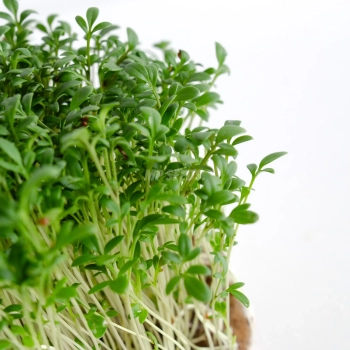 Zoom on cress microgreens leaves, grown from MP SEEDS seeds.