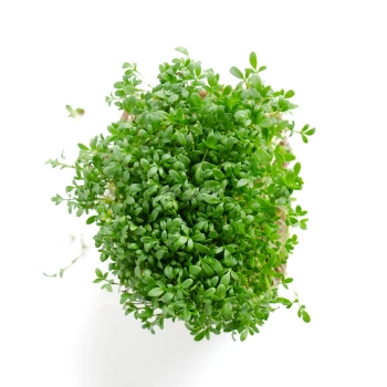 Cress microgreens, grown from MP SEEDS seeds - top view.
