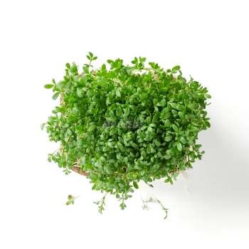 BIO cress microgreens grown from MP SEEDS seeds - top view.