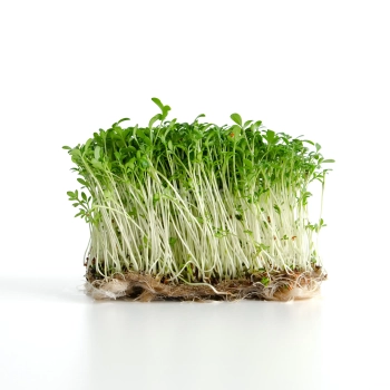 BIO Cress Microgreens Seeds