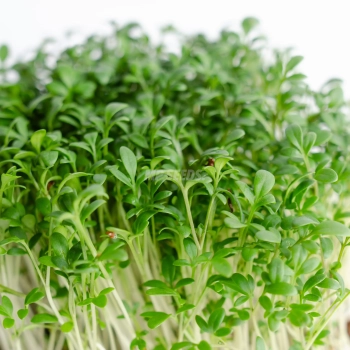 BIO cress microgreens grown from MP SEEDS seeds - zoom on leaves.