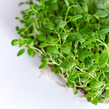 Hyssop microgreens grown from MP SEEDS seeds - zoom on leaves.