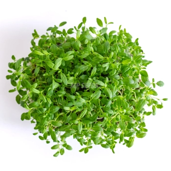 Hyssop microgreens grown from MP SEEDS seeds - top view.