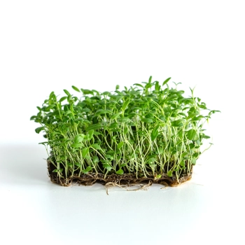 Hyssop Microgreens Seeds