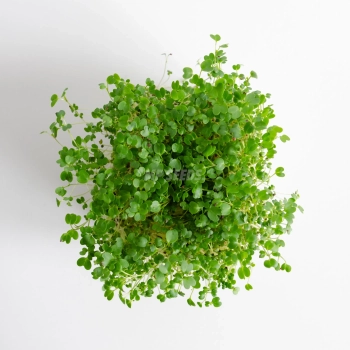Mustard Spicy microgreens (Bari Type) grown from MP SEEDS seeds - top view.