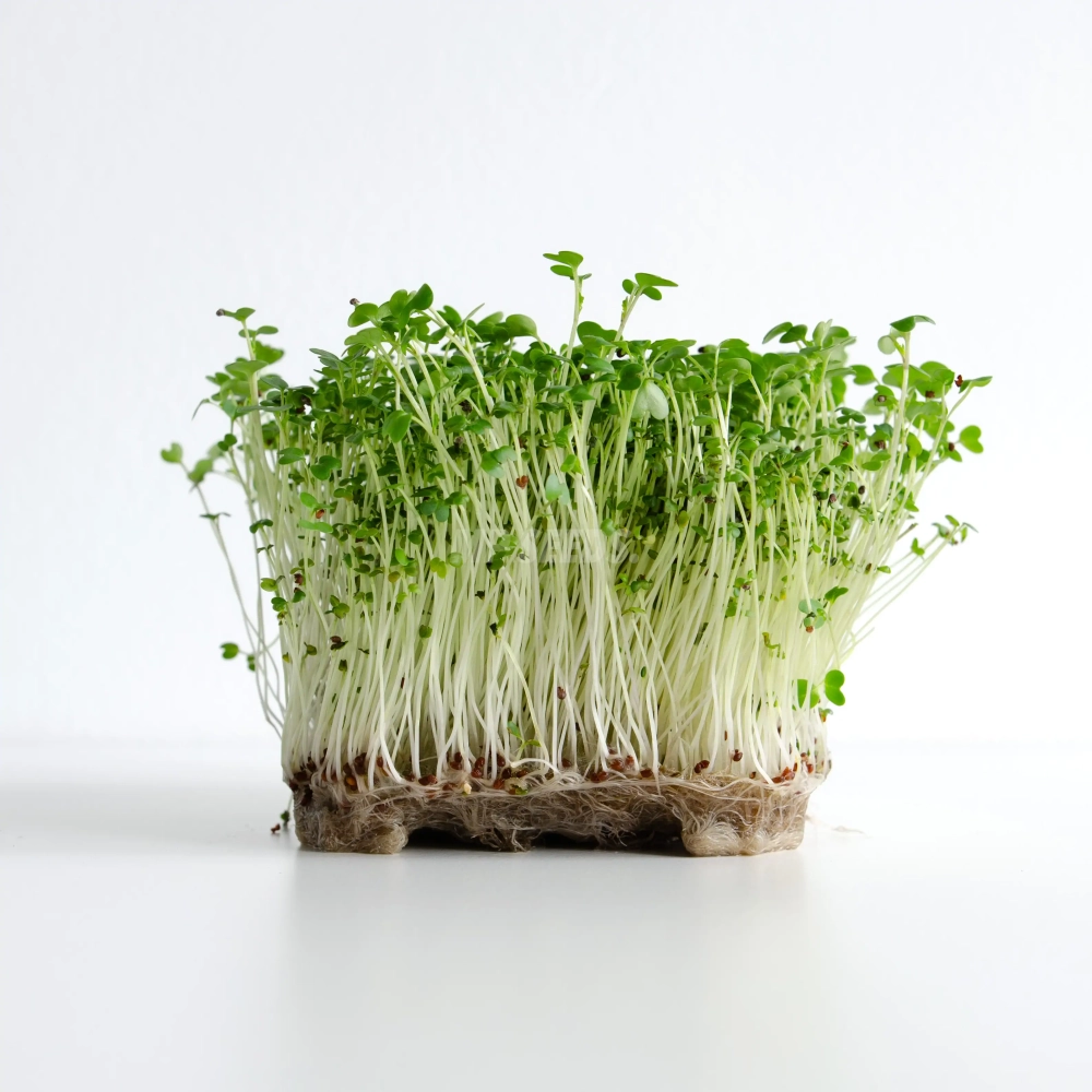 Mustard Spicy microgreens (Bari Type) grown from MP SEEDS seeds.