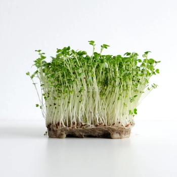 Mustard Spicy microgreens (Bari Type) grown from MP SEEDS seeds.