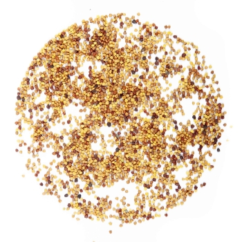 clover seeds