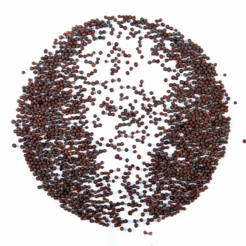 kale red russian microgreens seeds