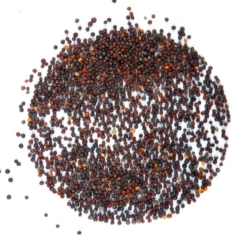 komatsuna red microgreens seeds