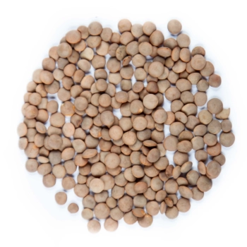 lentil red seeds