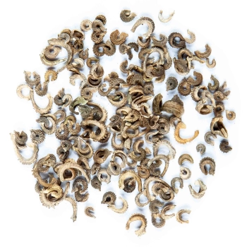 marigold seeds