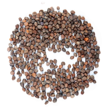 radish rambo seeds