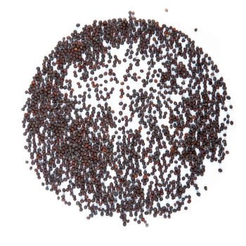turnip microgreens seeds