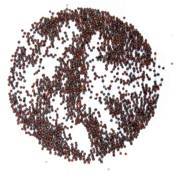 mizuna red microgreens seeds