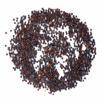 broccoli calabrese microgreen seeds