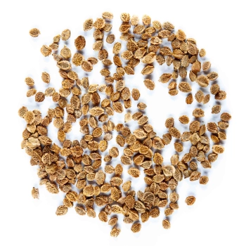 Salad Burnet edible leaves seeds