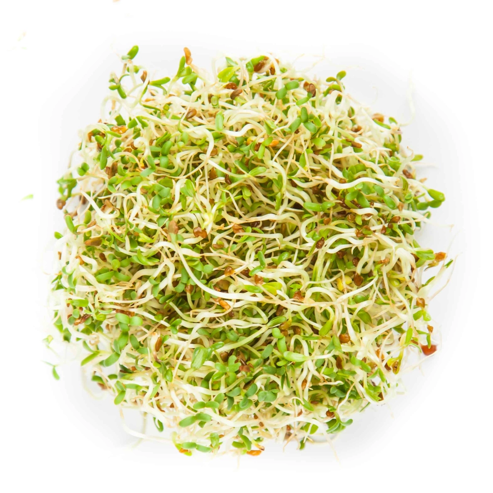 AlfaAlfa seeds