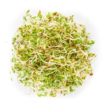 AlfaAlfa seeds