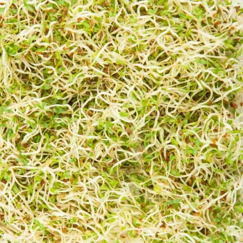 AlfaAlfa seeds Zoom