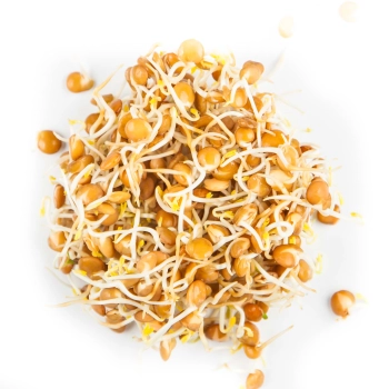 Lentil Red sprouts