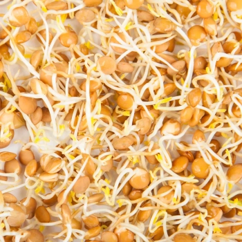 Lentil Red Zoom sprouts