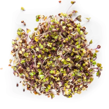 kohlbrabi red sprouts