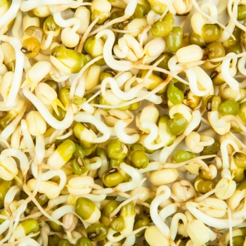 Mung Bean Zoom sprouts