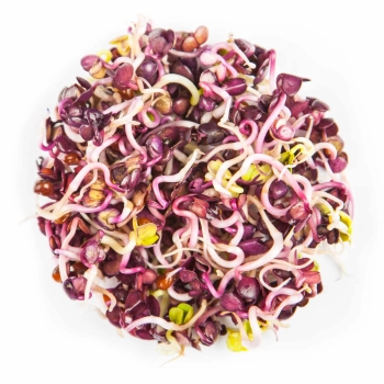 Radish Red Rambo Sprouts