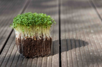 cress microgreens sprouting