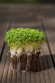 cress microgreens ready to harvest