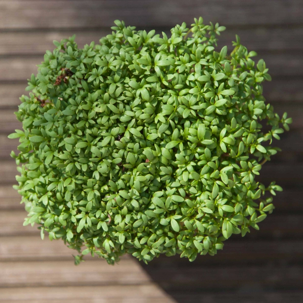 cress microgreens